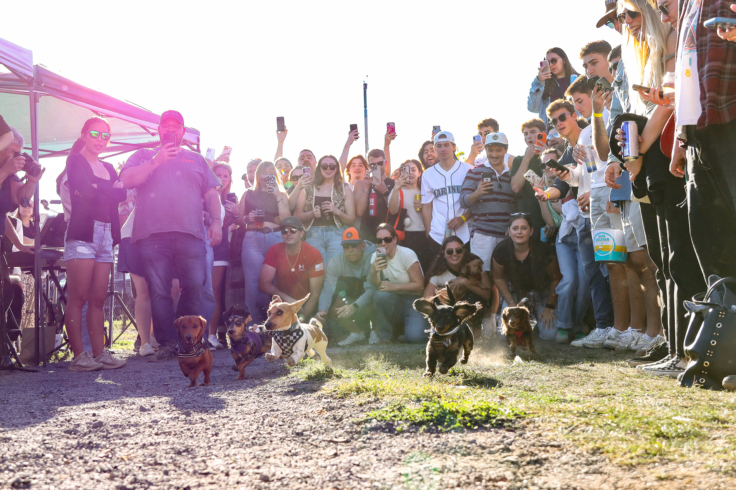 Oct. 1, 2025: At Harvey’s Garden’s Oktoberfest race, dachshunds compete in a competition. Thirty-four wiener dogs faced each other. 