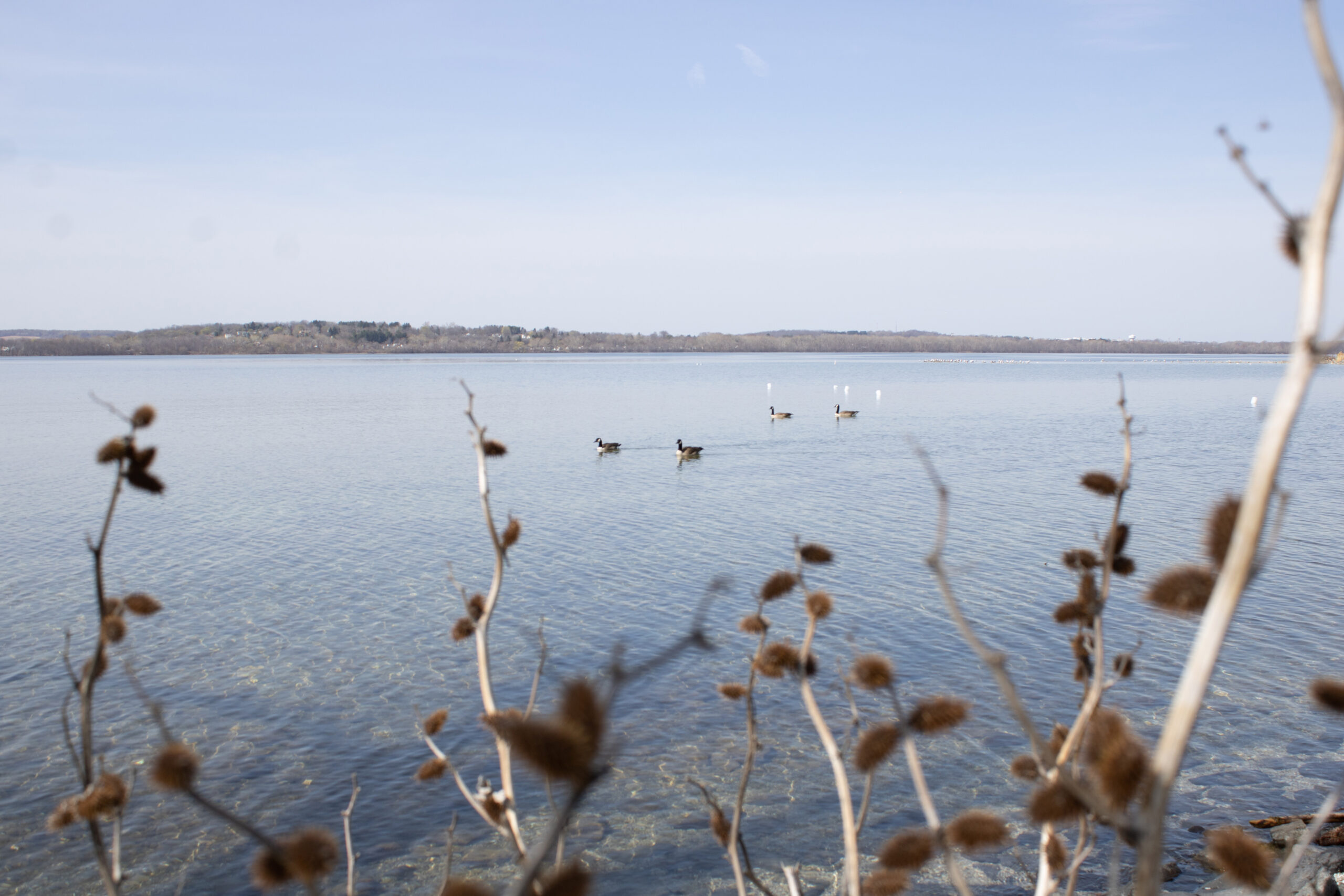 Proposed state bill would centralize algal bloom reporting - Vimarsana News