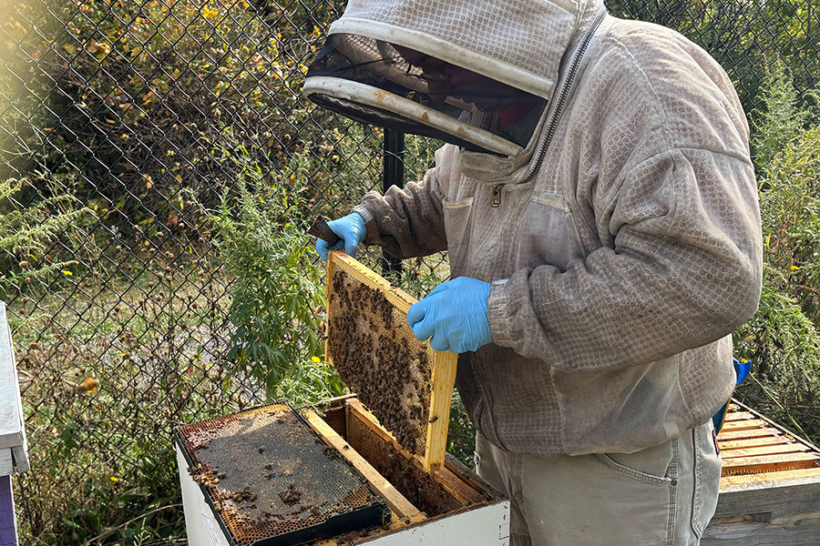 Faulkner takes a frame out of a hive to collect bees